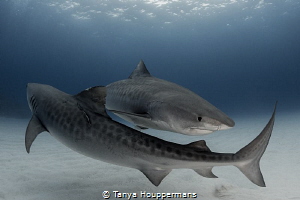 Just Passing By
Two tiger sharks swim past each other of... by Tanya Houppermans 